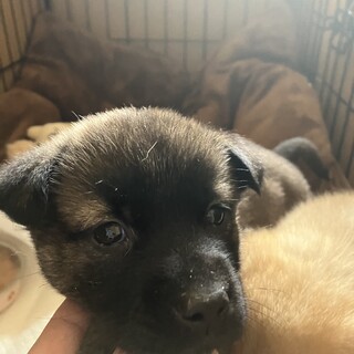 1〜2ヶ月❗️大人しい男の子‼️