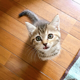 早期不妊手術マイクロチップ済み ムギワラ？♀3/4