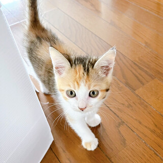 早期不妊手術マイクロチップ済み 三毛♀4/4