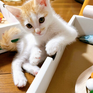 早期不妊手術マイクロチップ済み 茶白♂2/4