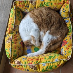 茶色系に人気のベッド