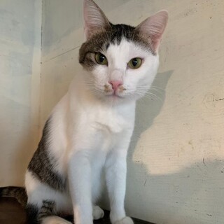 猫とも人とも穏やかに過ごせる☆社交スキル高めスコパ