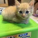 薄い茶トラ　ふわふわ子猫　生後2か月位