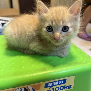 薄い茶トラ　ふわふわ子猫　生後2か月位