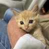 薄い茶トラ　ふわふわ子猫　生後2か月位 サムネイル2