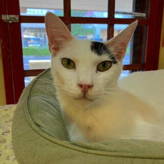 キリッとしたお顔立ちだけど、実は甘えん坊？すごろく