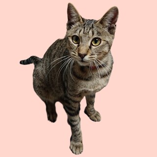 キジトラ女の子