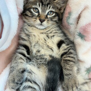 2匹兄妹　しましまくっきり♡ターシャ君♡