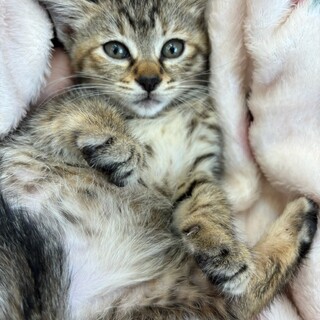 2匹兄妹♡淡いキジトラ模様のミーシャ