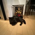 甘えん坊の黒猫くん