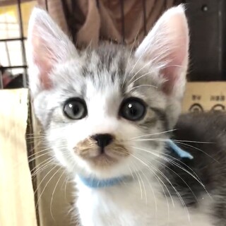 ご応募一旦締切・可愛い甘えん坊で人懐っこのネオ君