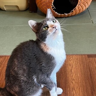 適応力高め☆マイペースなパステル三毛のチャッキー