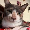 適応力高め☆マイペースなパステル三毛のチャッキー サムネイル2