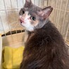 適応力高め☆マイペースなパステル三毛のチャッキー サムネイル3