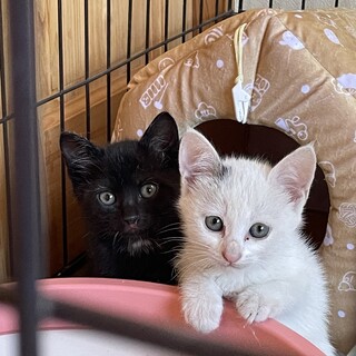 おっとりした甘えん坊の弟君です