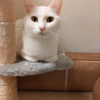 純白 美少女　つる♀