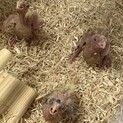 オカメインコの雛2〜3羽 大切にしてくださる方に