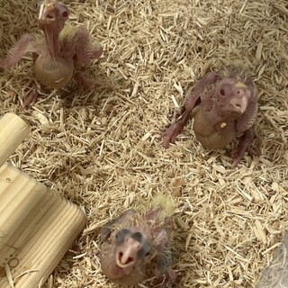 オカメインコの雛2〜3羽 大切にしてくださる方に