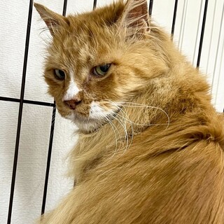 かっこいいライオンみたいな⭐︎シャール⭐︎♂