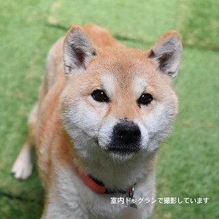 ゆっくり仲良くなってね！美人さんな柴の女の子