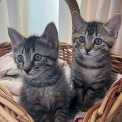 待ちねこ譲渡会　