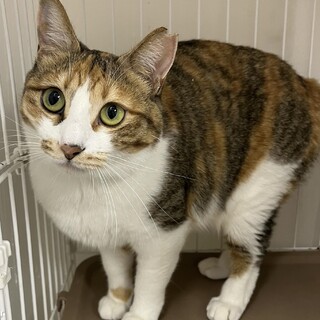 とても綺麗な縞三毛⭐︎マーロン⭐︎２歳　人馴れ⚪︎