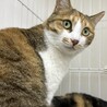 とても綺麗な縞三毛⭐︎マーロン⭐︎２歳　人馴れ⚪︎ サムネイル2