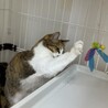 とても綺麗な縞三毛⭐︎マーロン⭐︎２歳　人馴れ⚪︎ サムネイル5