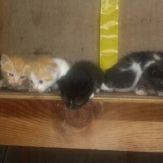 子猫の里親を募集しています。