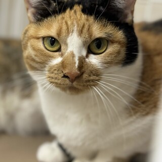 美人三毛猫⭐︎るりちゃん⭐︎3歳♀