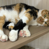 美人三毛猫⭐︎るりちゃん⭐︎3歳♀ サムネイル2