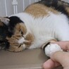 美人三毛猫⭐︎るりちゃん⭐︎3歳♀ サムネイル3