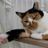 美人三毛猫⭐︎るりちゃん⭐︎3歳♀ サムネイル4