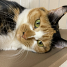 美人三毛猫⭐︎るりちゃん⭐︎3歳♀ サムネイル5