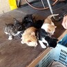 子猫の里親を募集しています。 サムネイル2