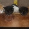 子猫の里親を募集しています。 サムネイル3
