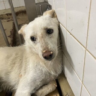 処分対象❗️収容期限明日まで‼️