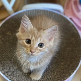 【お見合い随時】初心者歓迎★甘えん坊茶トラ長毛