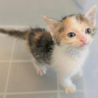 緊急！幼い4兄妹収容　早めのお迎え希望