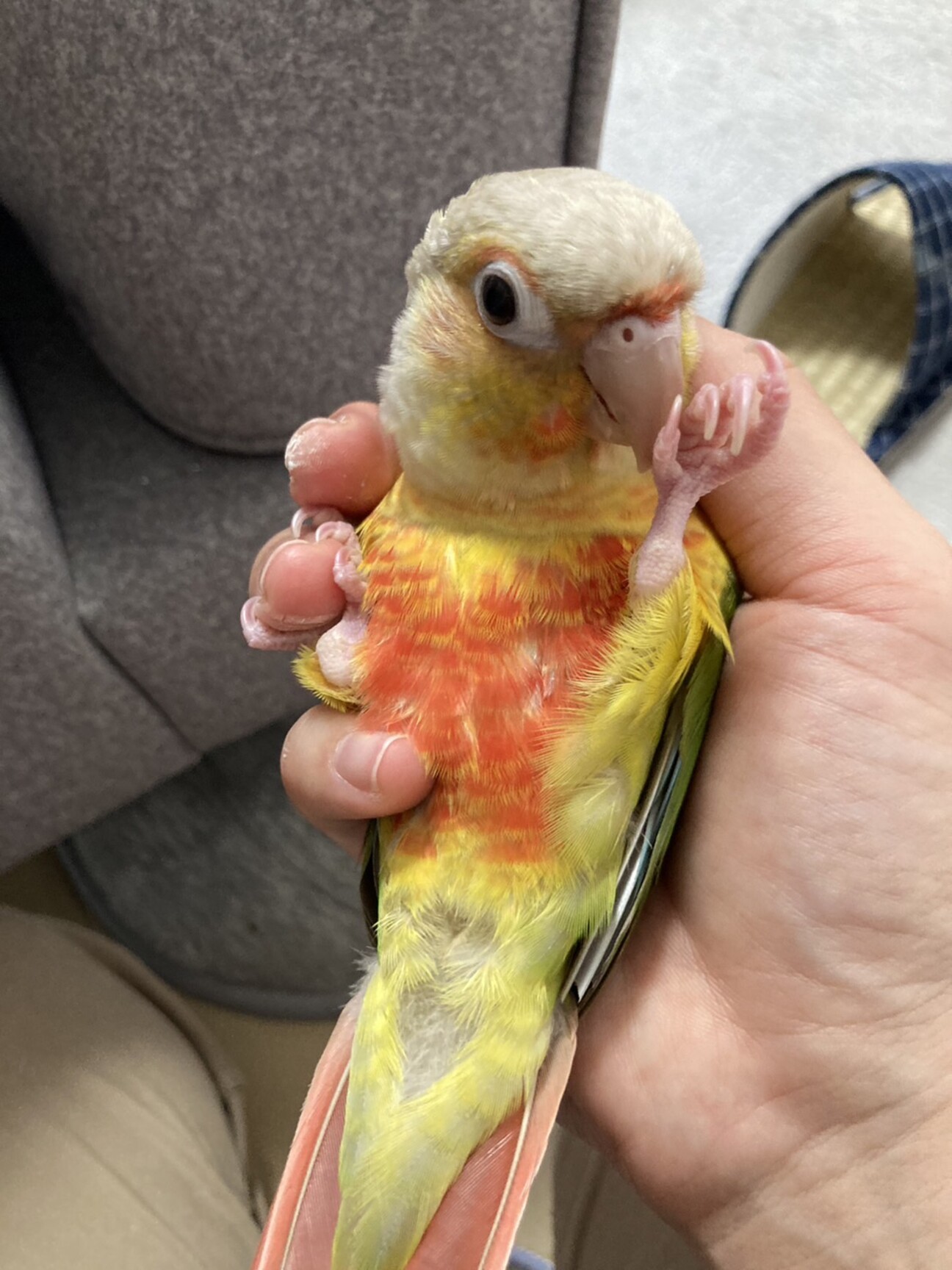 【真緒ページ】 「インコ☆オールスターズ」「ウロコさん」 真緒様専用ページ】 「インコ☆オールスターズ」「ウロコインコさん」