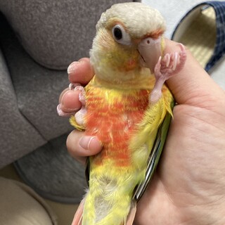 ウロコインコのきゅい君♂
