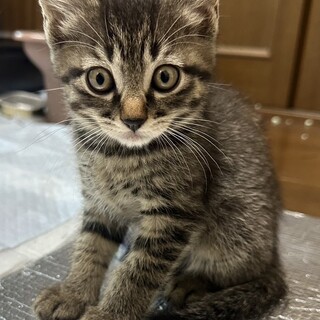 キジトラのぎんくん(FeLV疑陽)