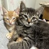 キジトラのぎんくん(FeLV疑陽) サムネイル2