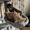キジトラのぎんくん(FeLV疑陽) サムネイル5