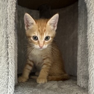 茶トラのきんくん(FeLV疑陽)