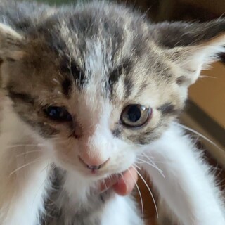 アレンパ様 専用