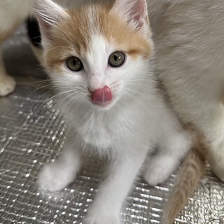 茶白のわたちゃん(FeLV疑陽)