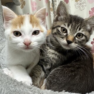 茶白のはくくん(FeLV疑陽)