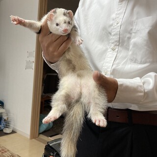 マーシャルフェレット　男の子　3歳