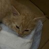薄い茶トラ　ふわふわ子猫　生後2か月位 サムネイル3